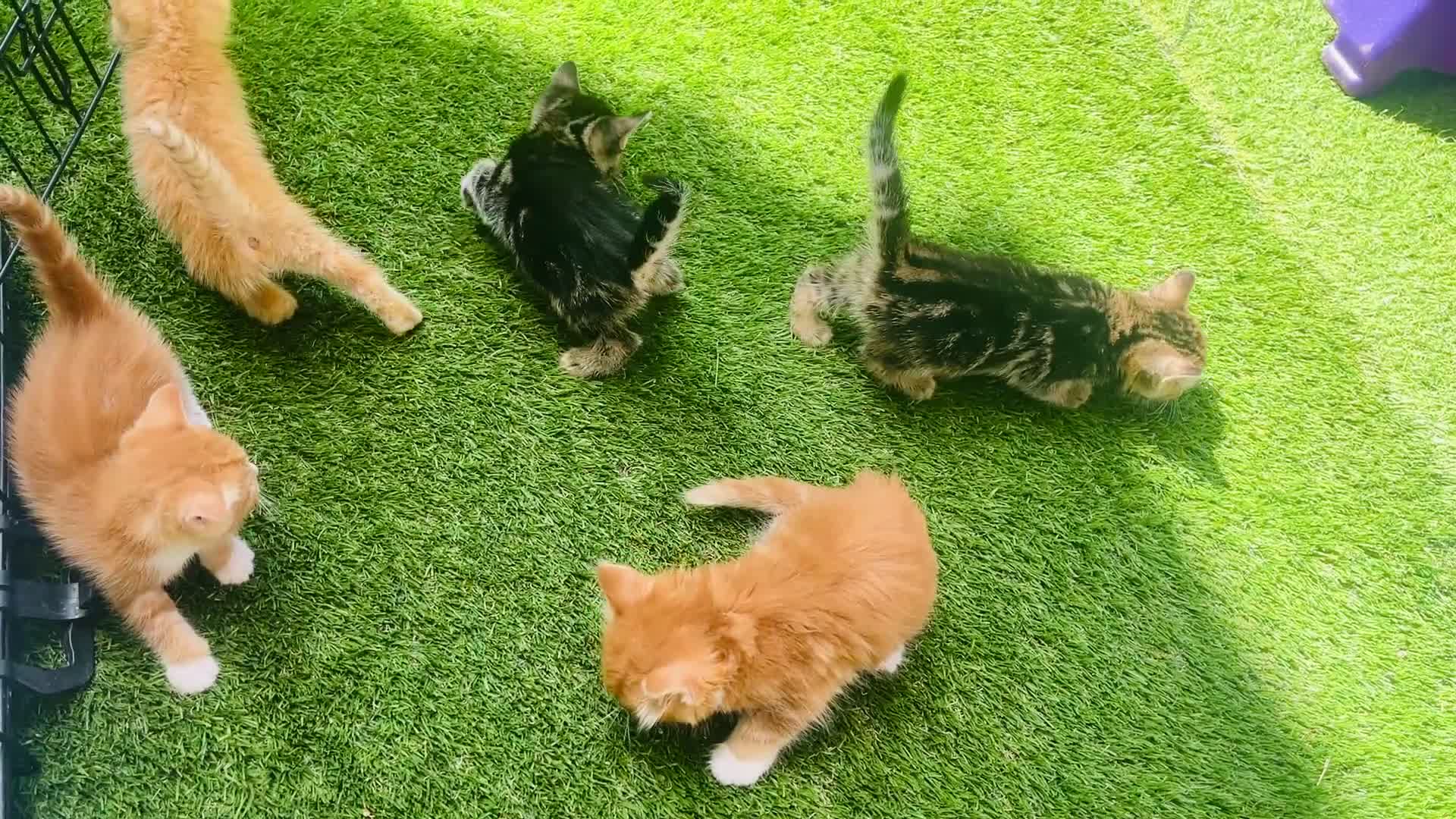 Mixed Breed cats for sale: 🐾 Beautiful Kittens Looking for Loving Homes 🐾 - Video 2