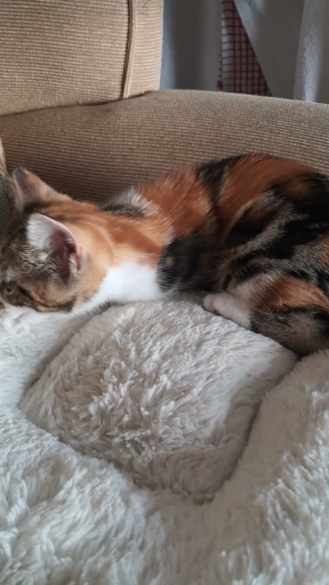 Domestic Shorthair cats for sale: Beautiful tri-colour calico tabby girl in Harlow - Video 1