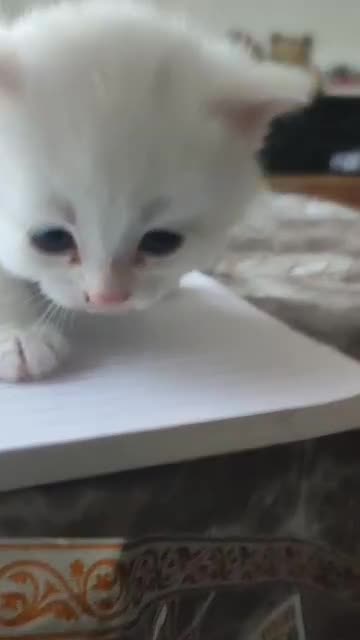 Siberian cats for sale: 4 kittens for sale 💘💖 - Video 2