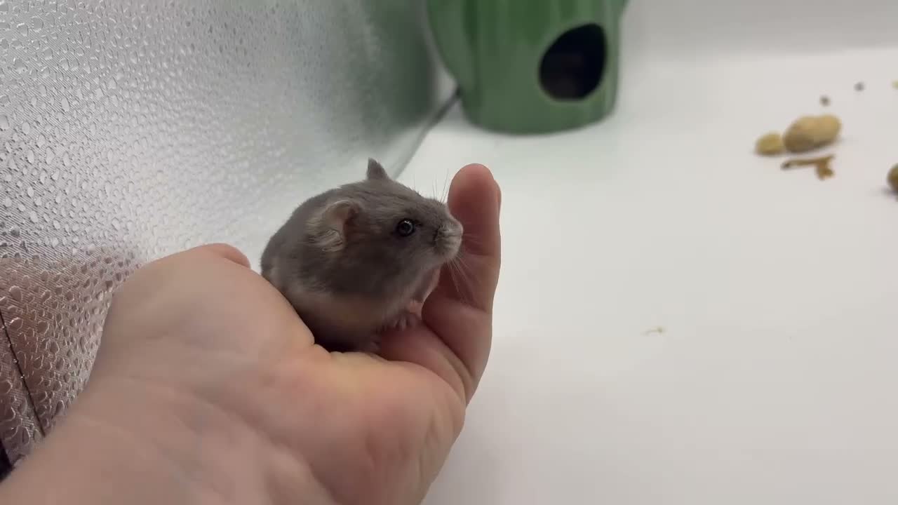 Hamster rodents for sale: Pure bred winter White Russian dwarf hamster  - Video 1