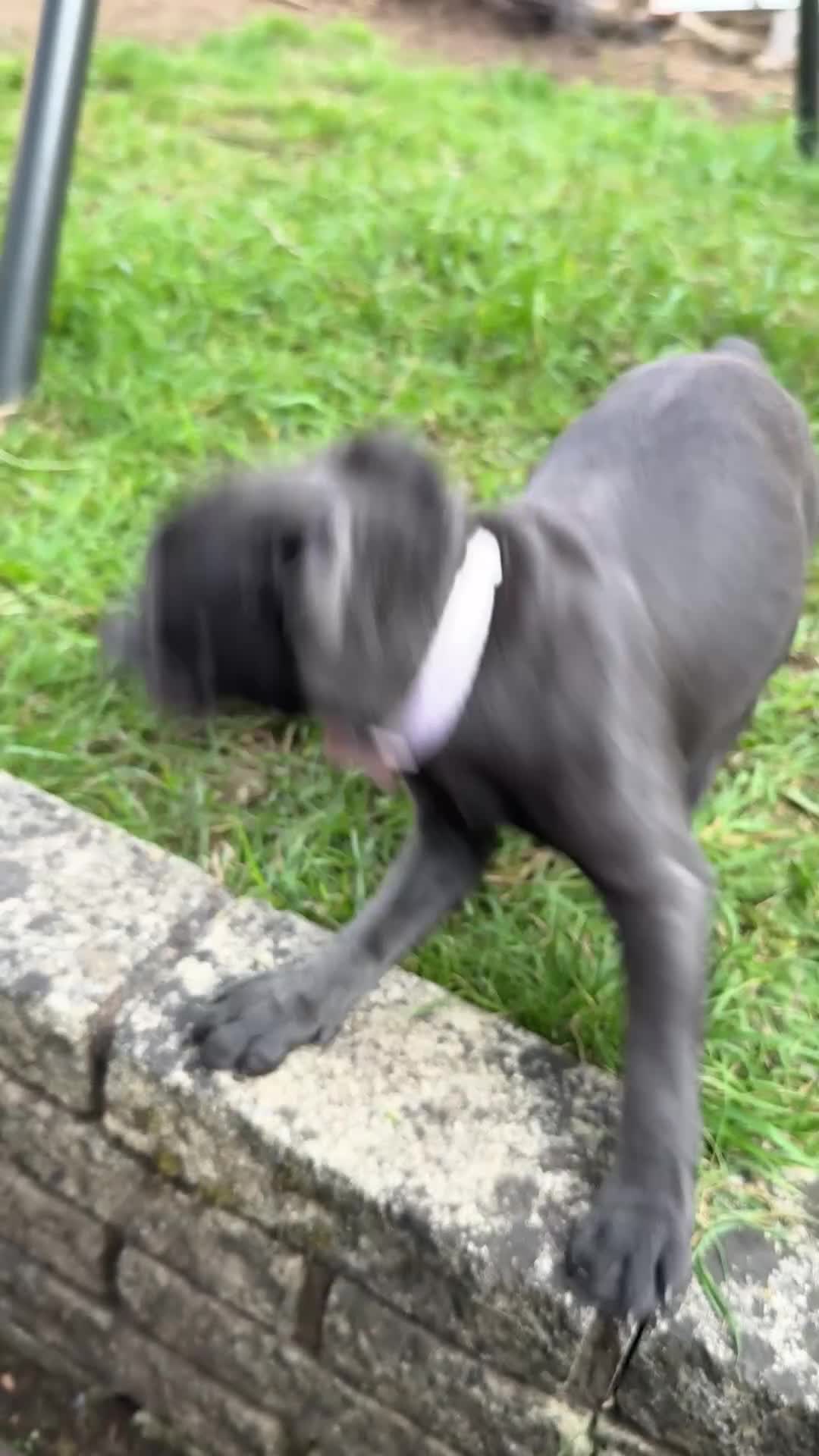 Staffordshire Bull Terrier dogs for sale: Beautiful Bella Blue, loving family home only in Birmingham - Video 1