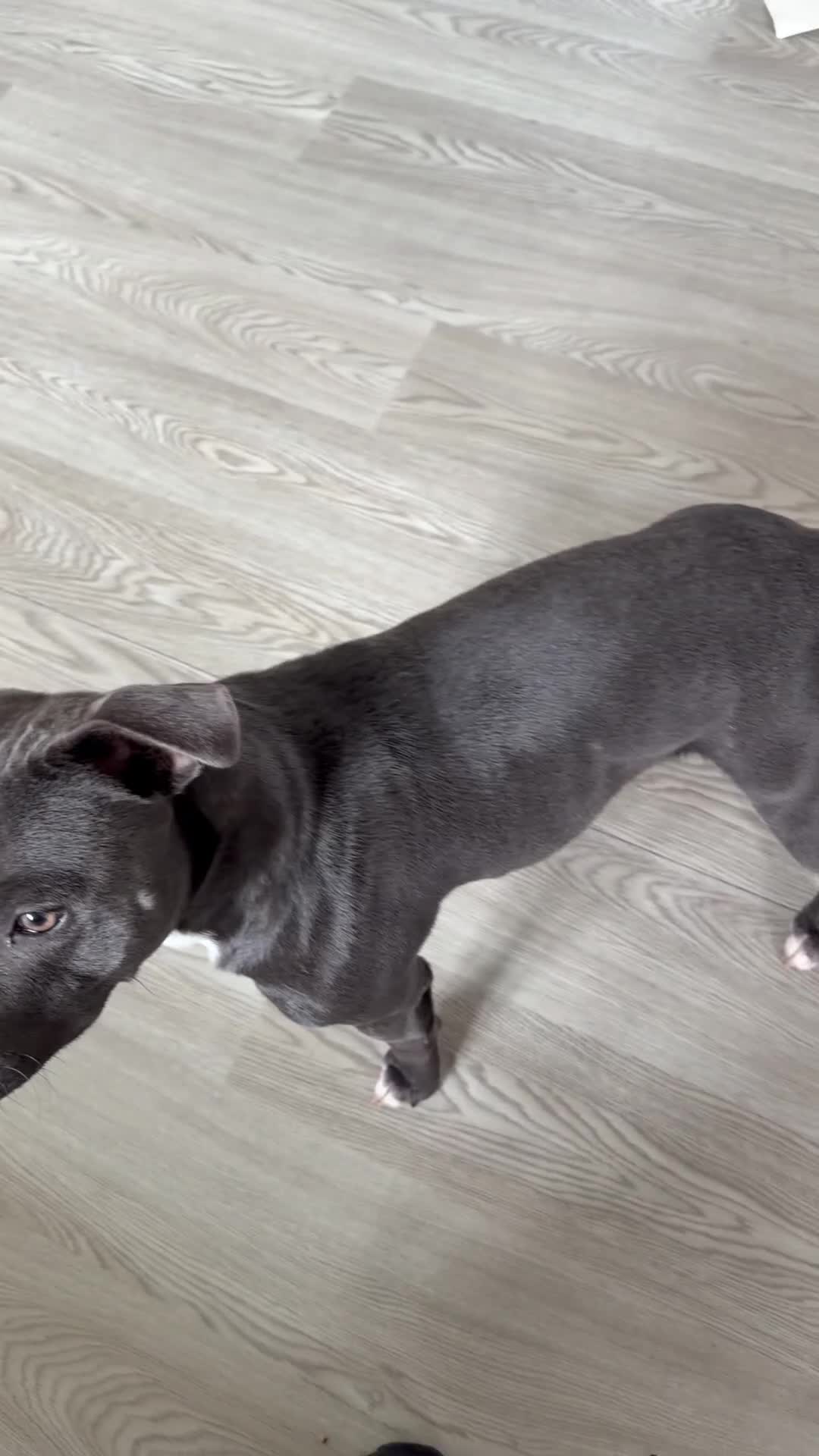 Staffordshire Bull Terrier dogs for sale: 10month old staffy - Video 1