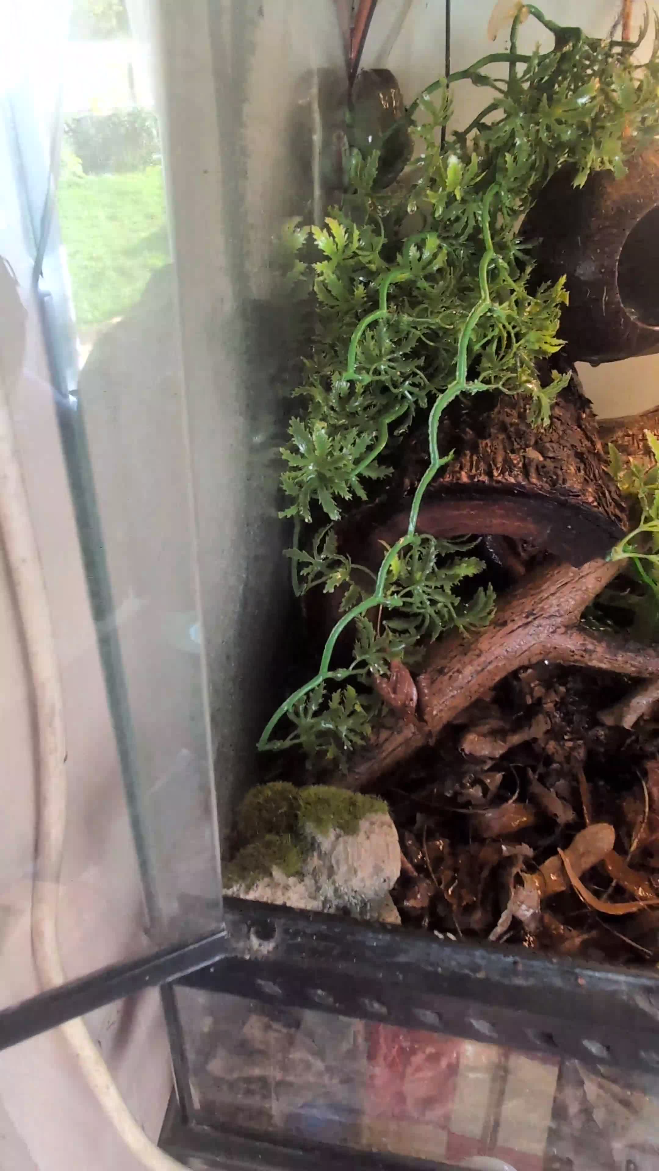 Frog reptiles for sale: Downsizing tree frogs  - Video 1