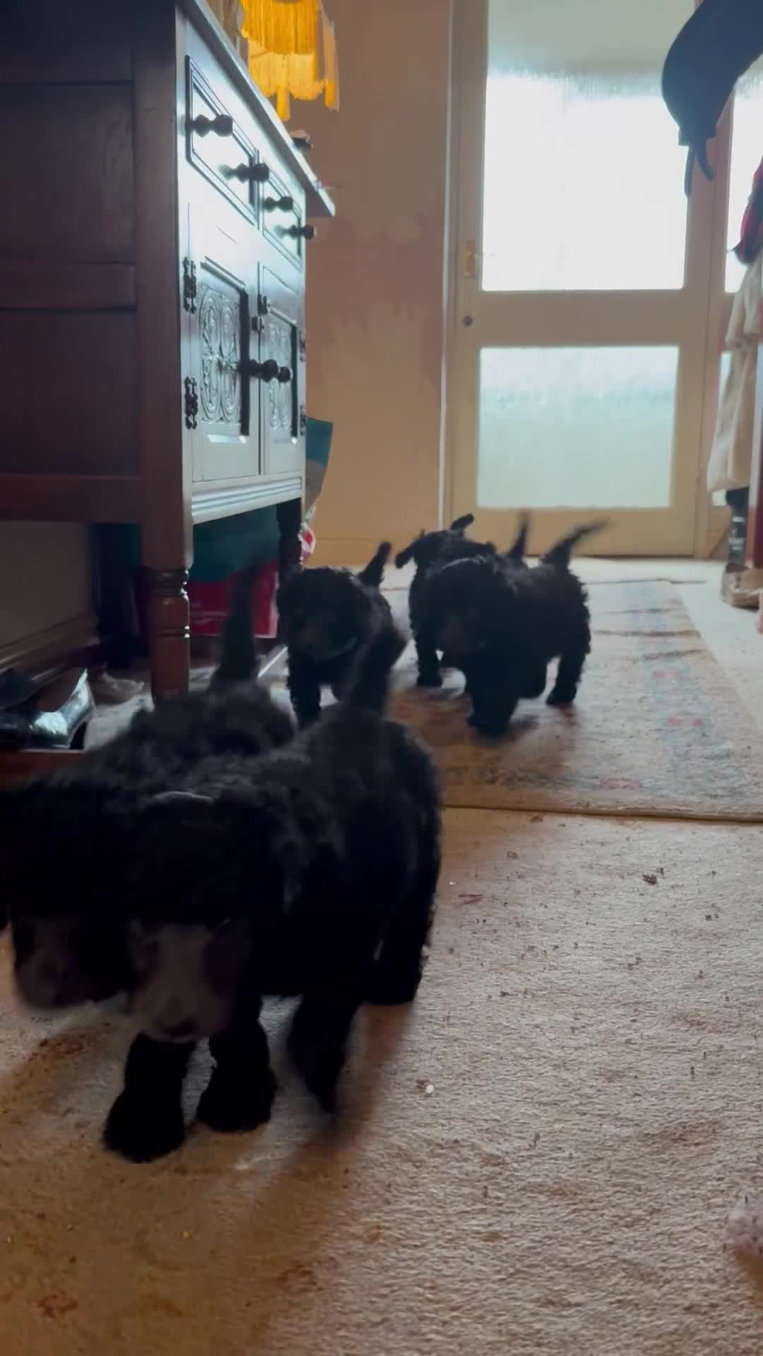 Standard Poodle dogs for sale: Silver & blue KC registered Standard Poodle Boys - Video 4