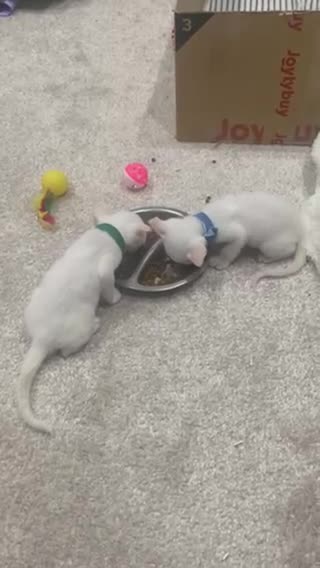 Siamese cats for sale: Beautiful Siamese Kittens – Ready February - Video 3