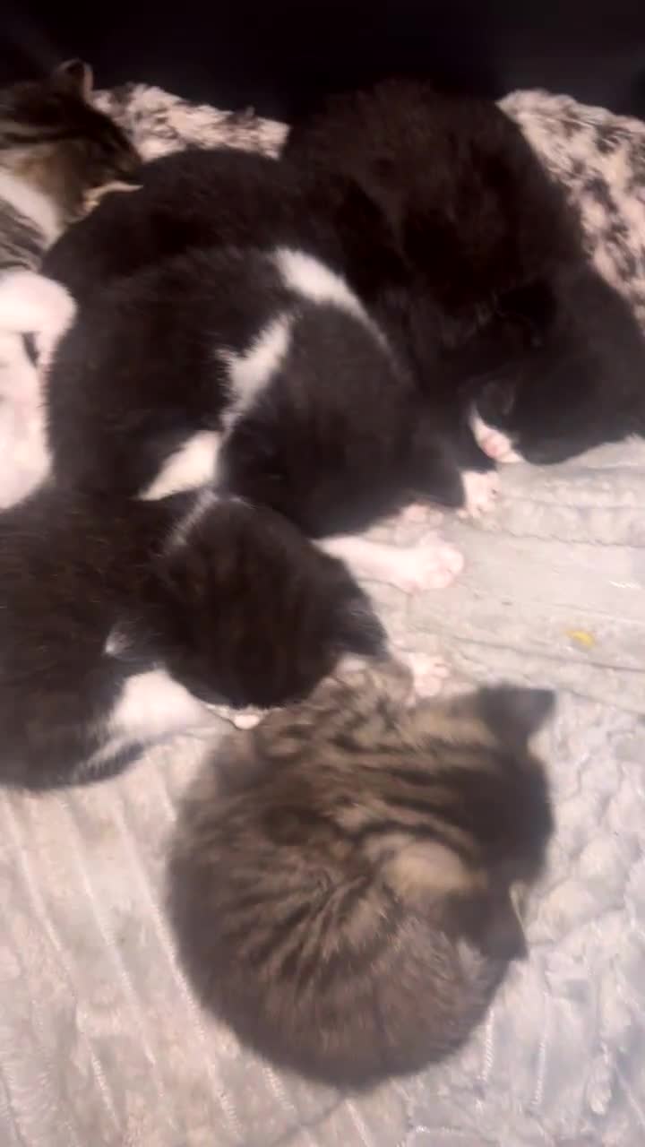 Mixed Breed cats for sale: 6 kittens to a loving home  - Video 1