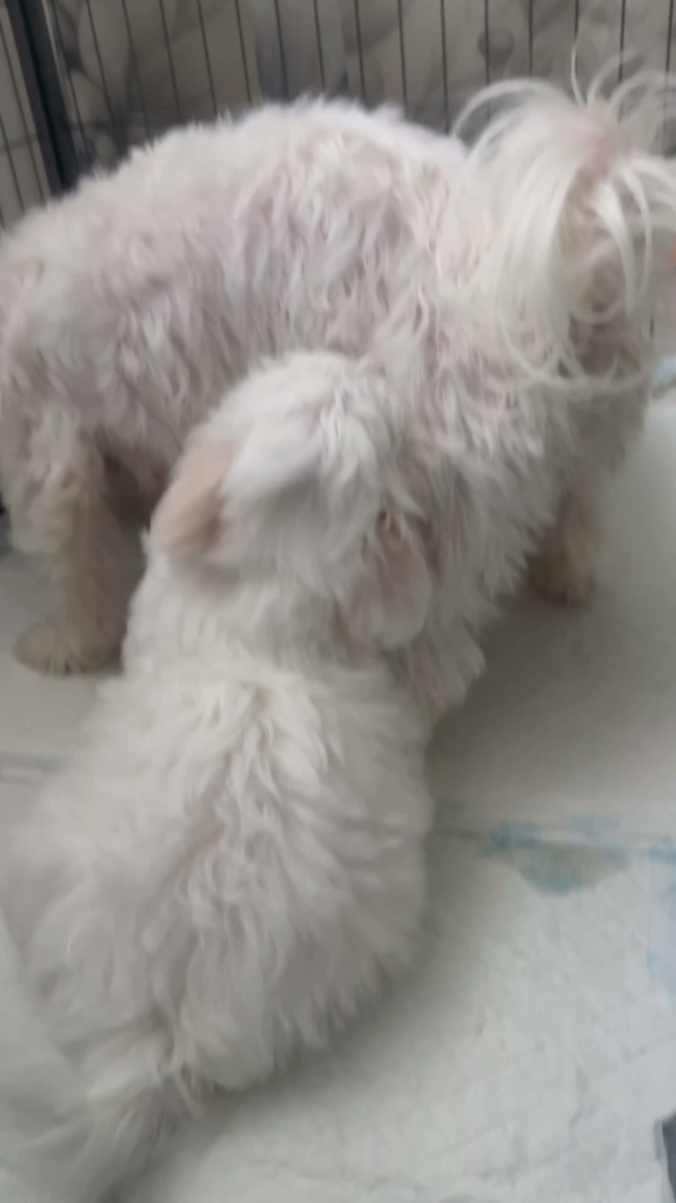 Maltese dogs for sale: Maltese puppy’s  - Video 1