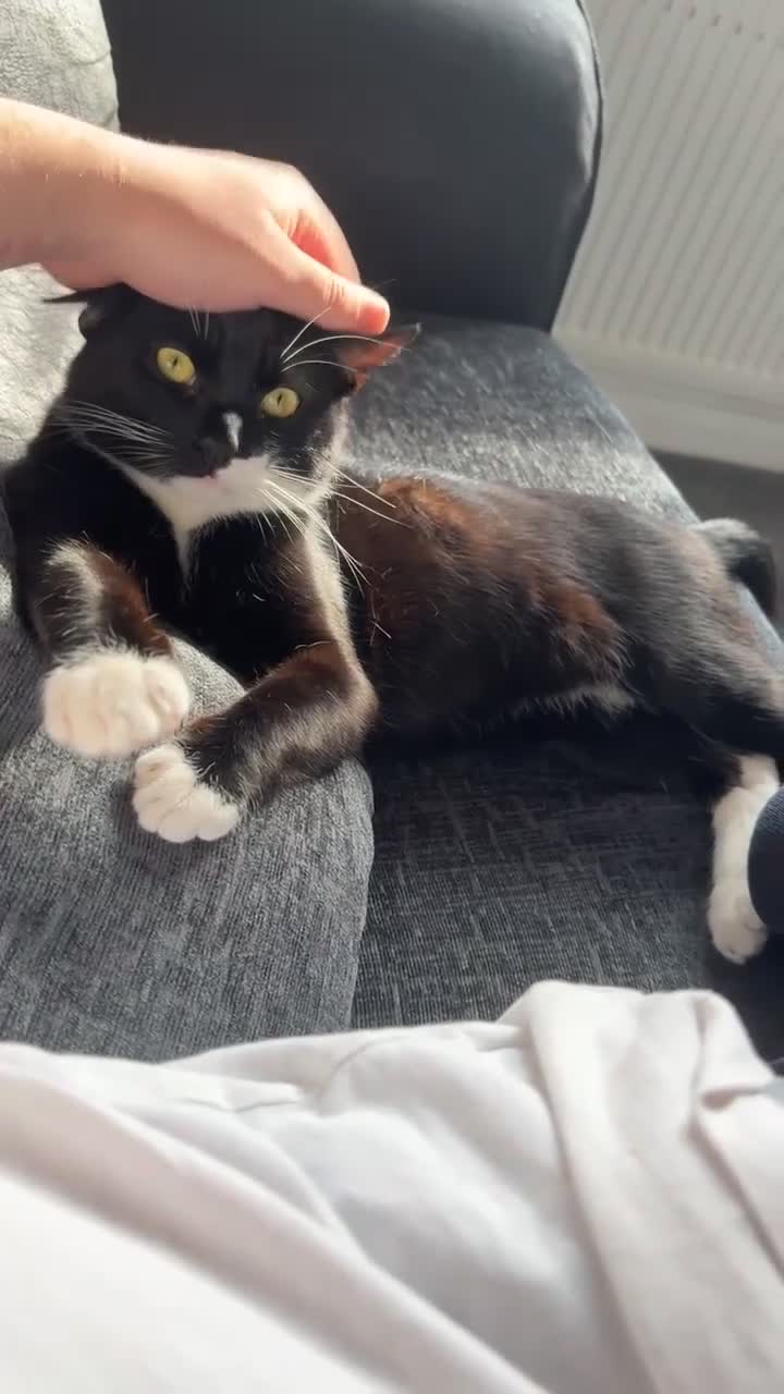 Mixed Breed cats for sale: Cat needing a loving home  - Video 1