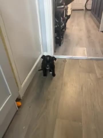 Mixed Breed dogs for sale: Staff x American bully puppy female 8 weeks black  in Evesham - Video 1