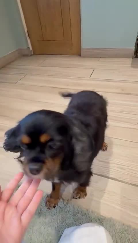 Cavalier King Charles Spaniel dogs for sale: Kc Reg Black and Tan cavalier bitch - Video 1