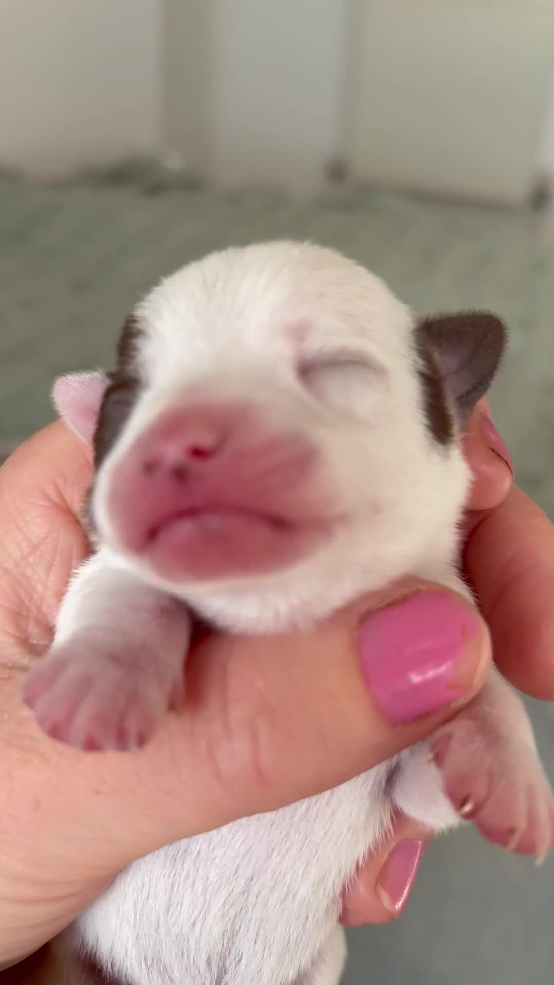 Chihuahua dogs for sale: 💕Stunning chihuahua pups 💕 - Video 2