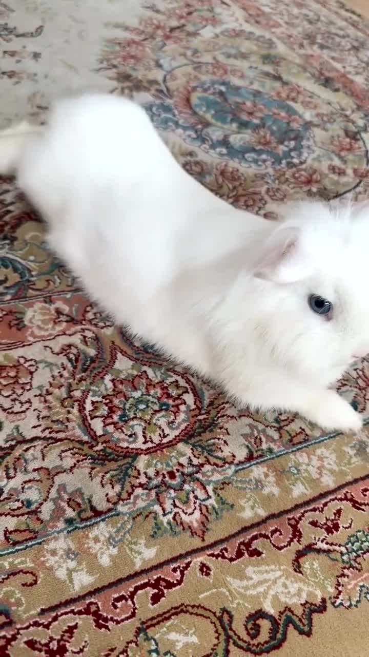 Lionhead rabbits for sale: Beautiful White Bunny  in Barnet - Video 1