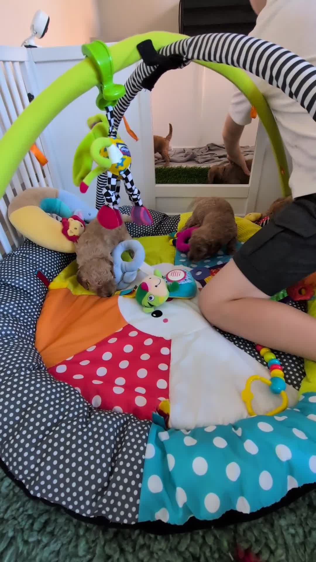 Miniature Poodle dogs for sale: KC Registered Red & Apricot Miniature Poodles - Video 4