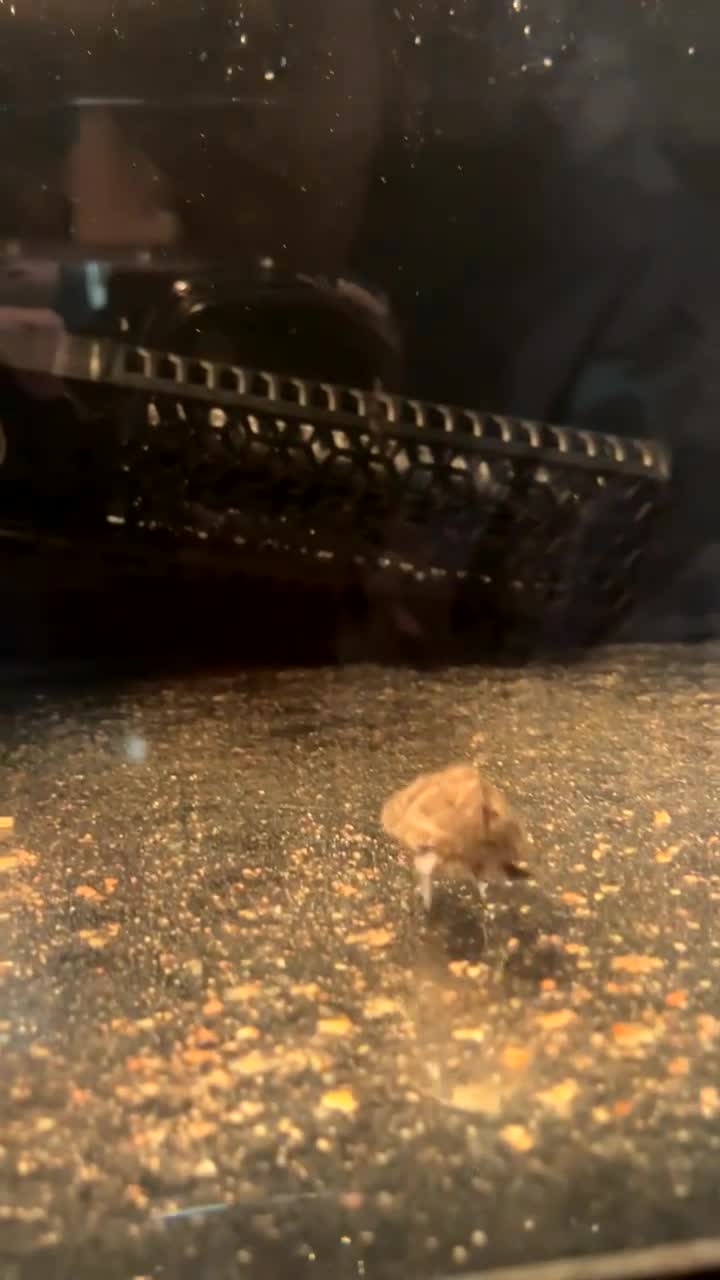 Turtle reptiles for sale: Two musk turtles  - Video 3