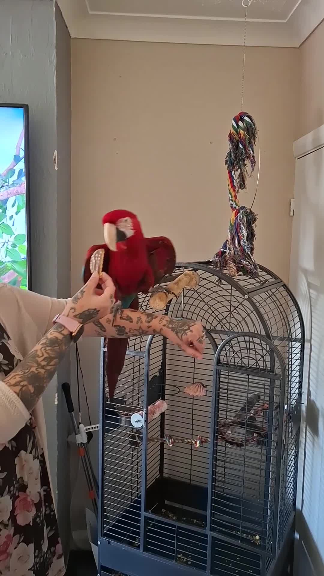 Macaws birds for sale: Greenwing Macaw 3year old female - Video 1
