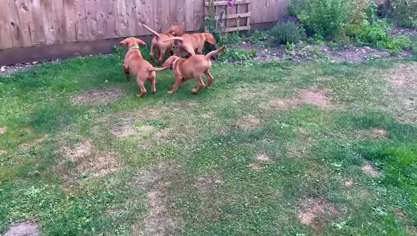 Labrador Retriever dogs for sale: KC REG RED FOX LABRADORS - ONLY 1 MALE LEFT  in Brockenhurst - Video 1