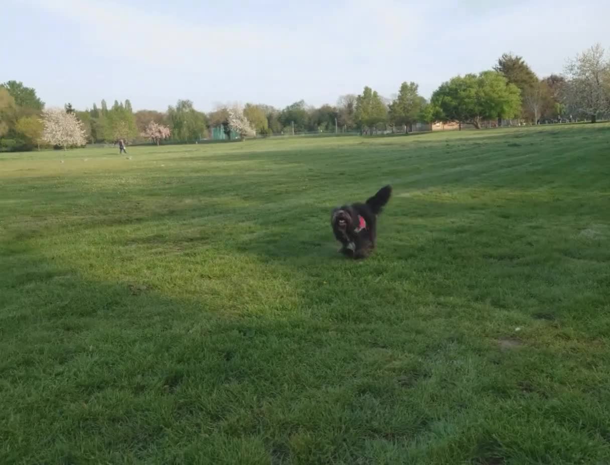 Mixed Breed dogs for stud: Pomeranian mix Shih Tzu breed Available for Stud - Video 2