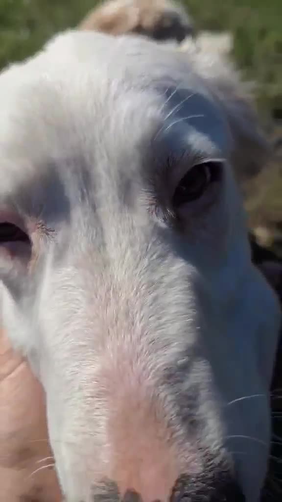 Mixed Breed dogs for adoption: TESS the big softie  - Video 1