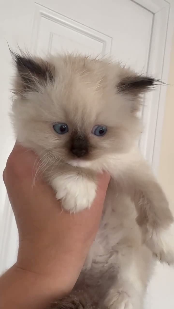 Ragdoll cats for sale: Stunning ragdoll kittens ready to go home now  - Video 2