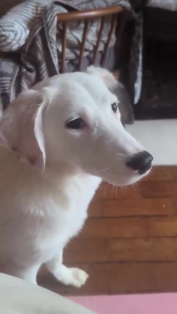 Mixed Breed dogs for adoption: Kira for adoption - Video 1