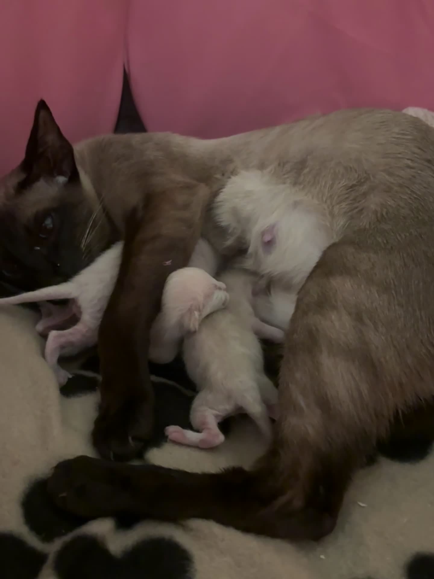 Siamese cats for sale: Siamese Kittens 🐱  in Birkenhead - Video 1