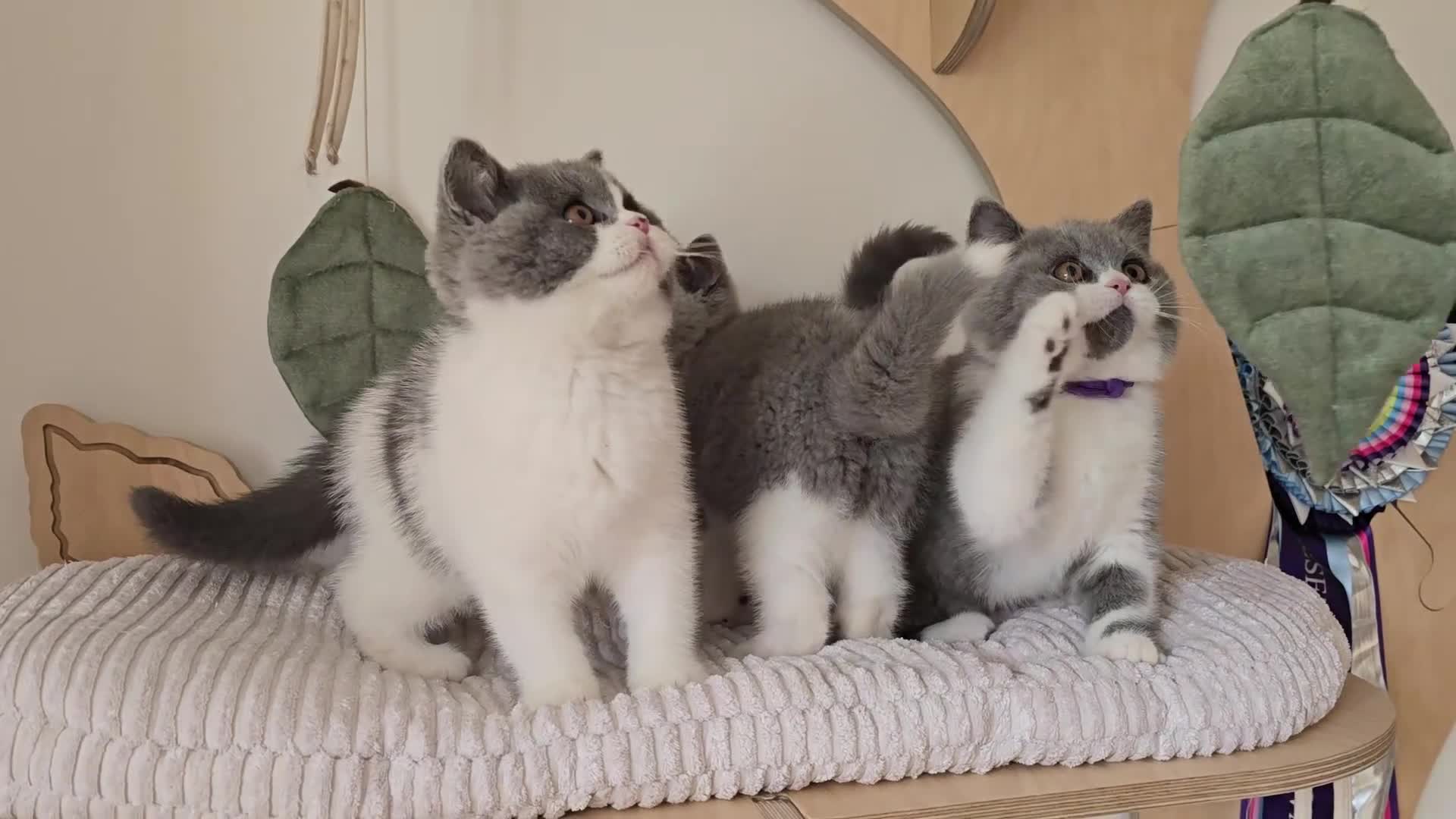 British Shorthair cats for sale: 🏆 TICA Reg British Shorthair Female - Video 1