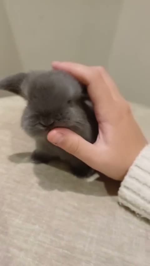 Mini Lop rabbits for sale: Baby Eclipse is ready to reserve!! - Video 1