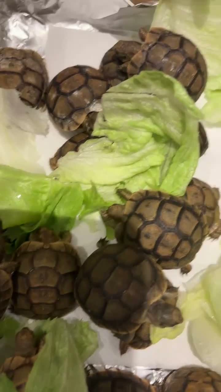 Tortoise reptiles for sale: Baby Tortoises - Video 1
