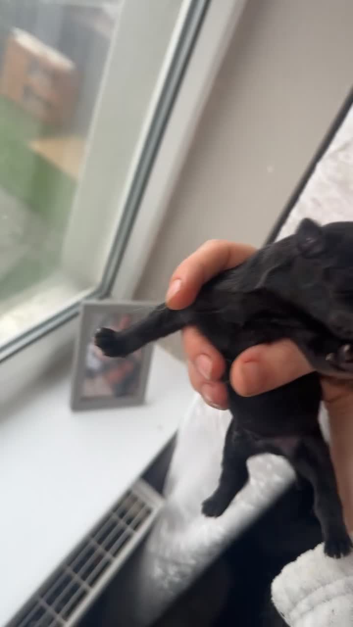 Chow Chow dogs for sale: Chow chow puppies for sale - Video 1