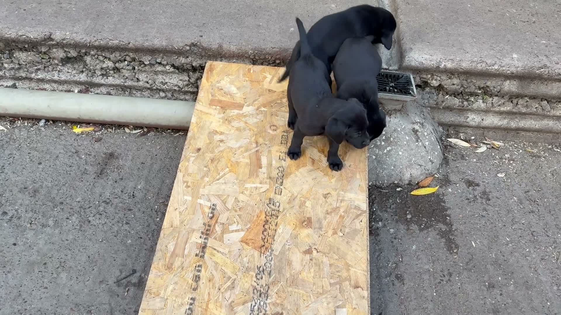 Labrador Retriever dogs for sale: Labrador in York - Video 1
