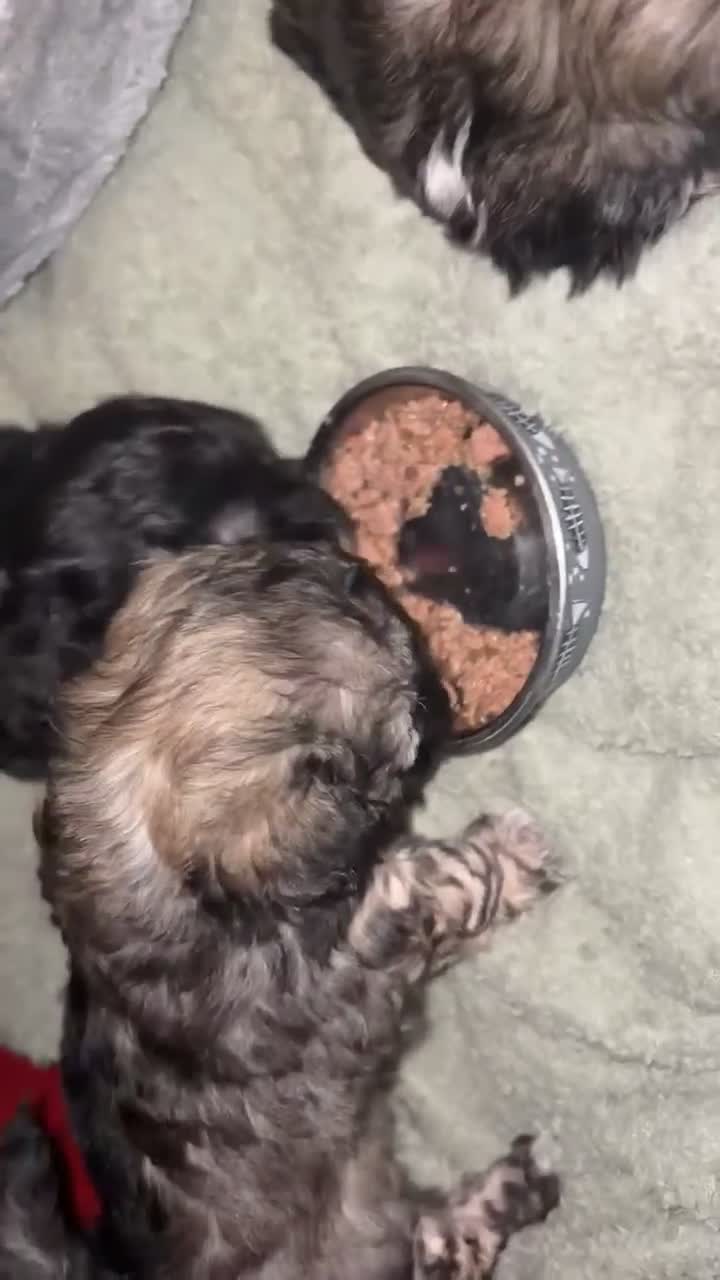 Mixed Breed dogs for sale: Chinese Crested X Shih Tzu - Video 1