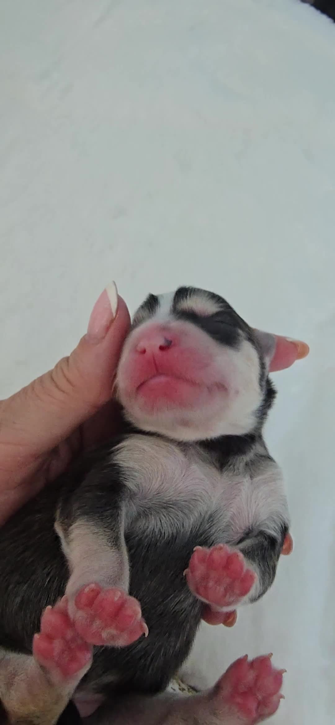 Pomsky dogs for sale: FIVE STUNNING POMSKY PUPPIES  - Video 1
