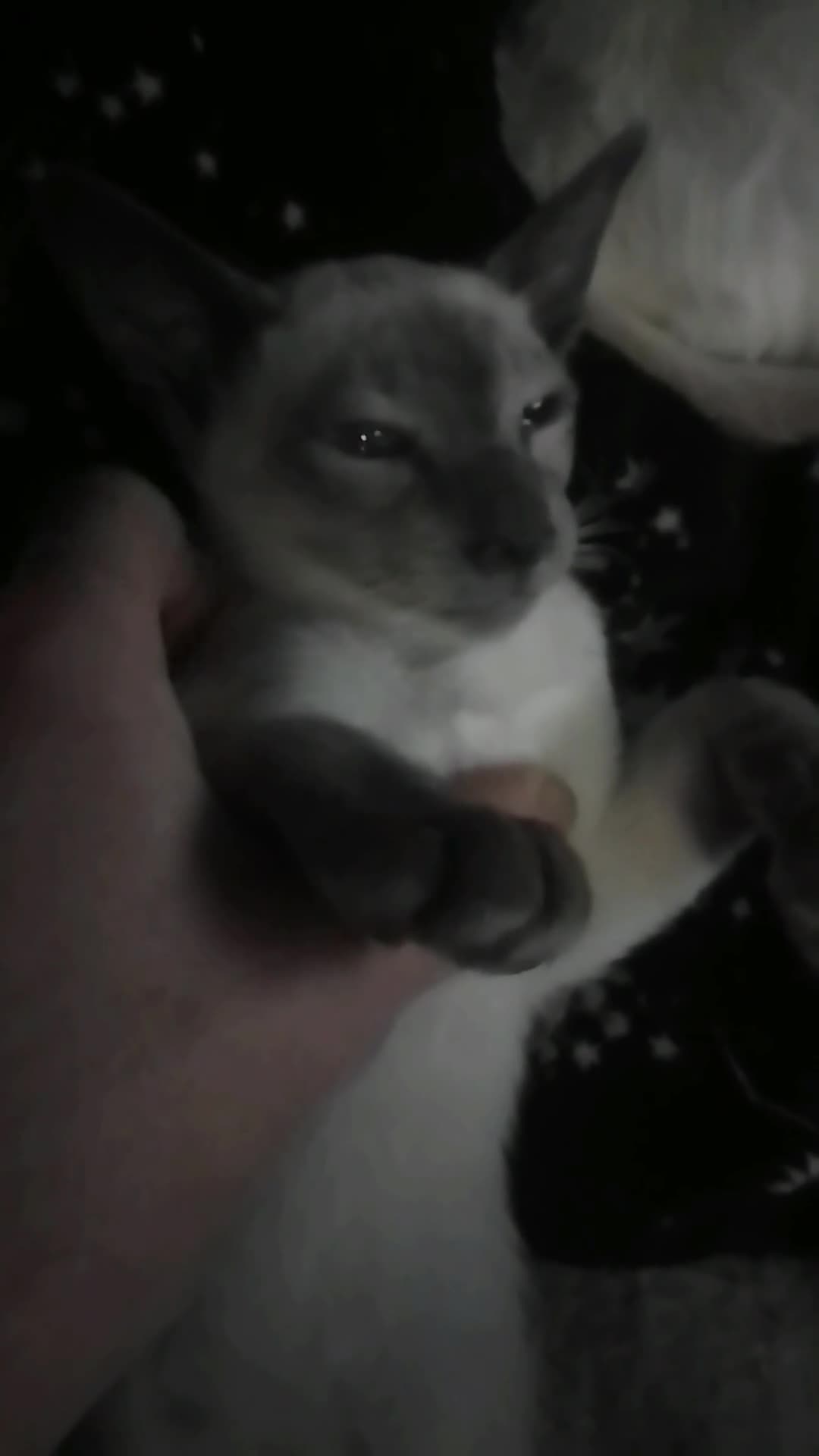 Siamese cats for sale: Siamese kittens - Video 2