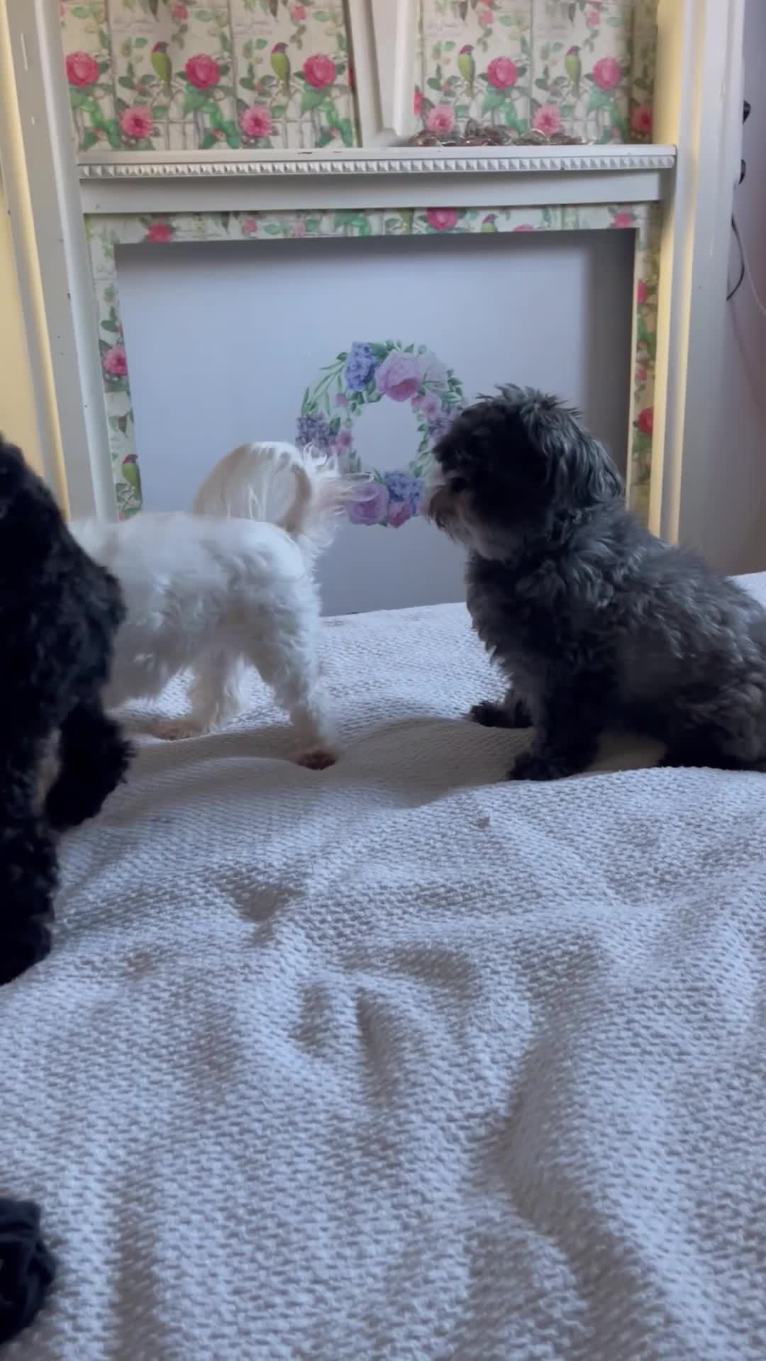 Toy Poodle dogs for sale: Black toy poodle in Manchester - Video 1