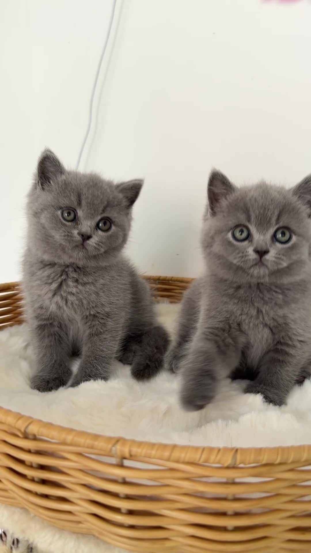 British Shorthair cats for sale: Blue BSH kittens excellent quality Tica reg - Video 1