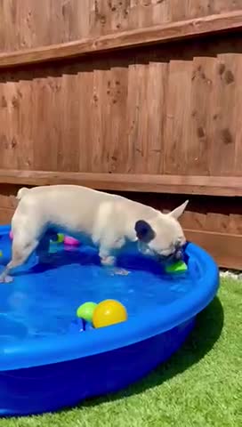 French Bulldog dogs for stud: 🌟🔥LILAC PLATINUM KC REG FRENCH BULLDOG STUD🔥🌟 in Uxbridge - Video 1