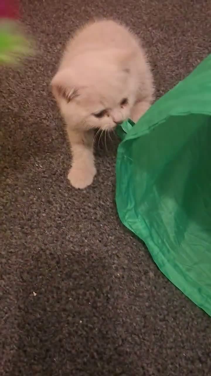 British Shorthair cats for sale: 🩷 LAST 2 GCCF GIRLS & 1 BOY AVAILABLE 💙 - Video 5