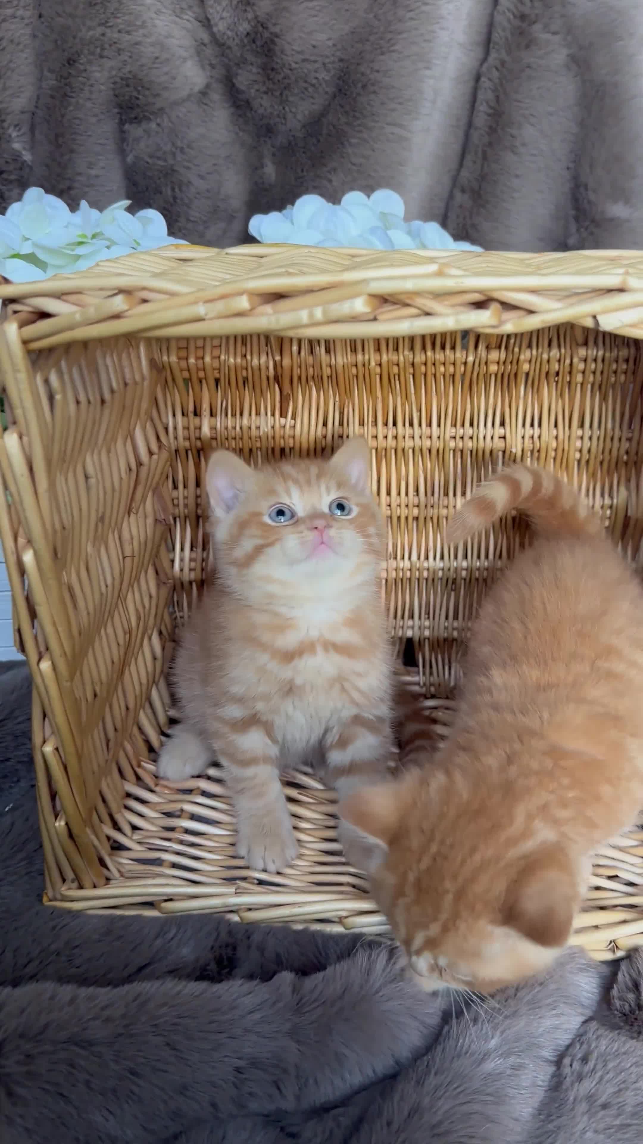 British Shorthair cats for sale: Tica reg 🌈 10colours British shorthair kittens  - Video 2