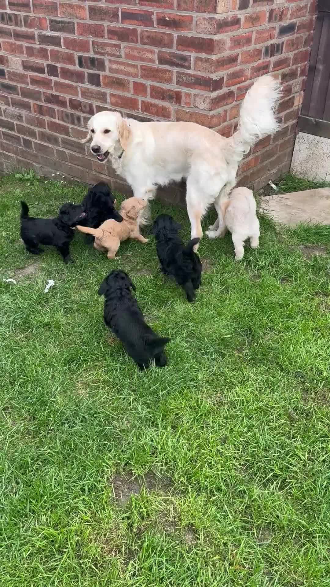 Mini Goldendoodle dogs for sale: F1 Miniature Goldendoodles   - Video 1