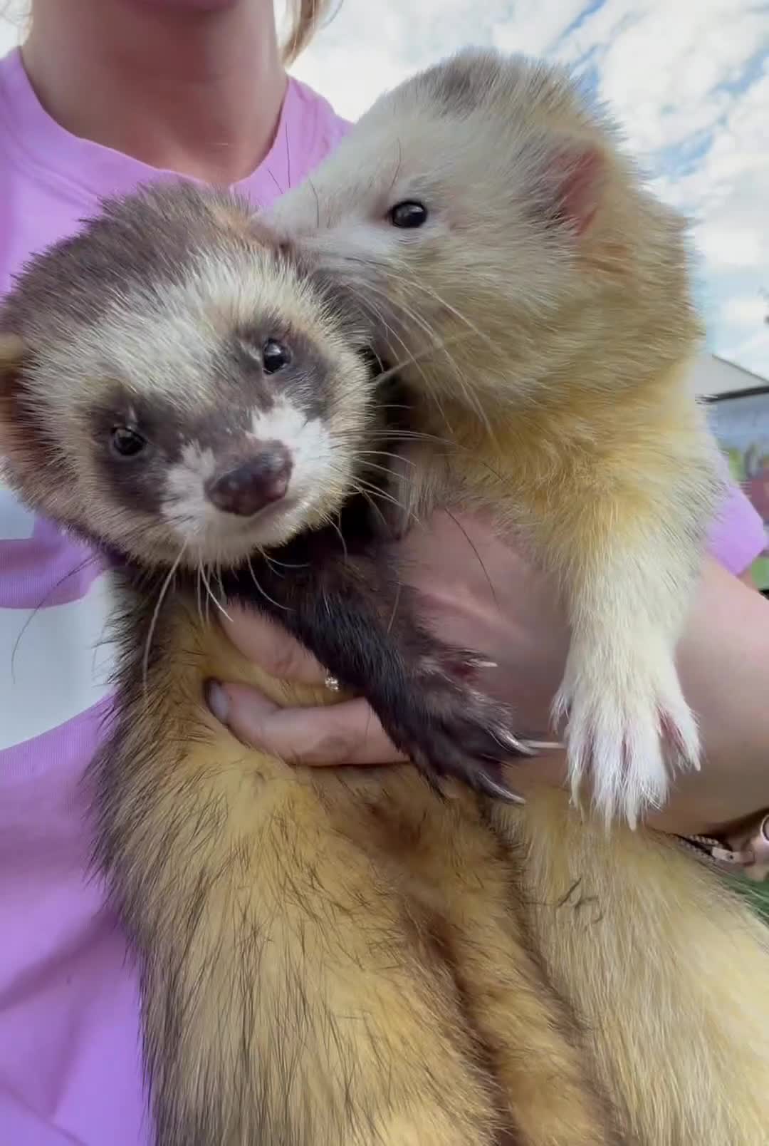 Ferret rodents for sale: Male Ferrets for Rehome Ozzy & Bandit  - Video 1