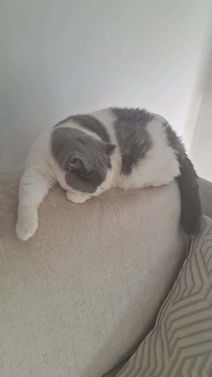 British Shorthair cats for sale: British short haired cat for sale - Video 1