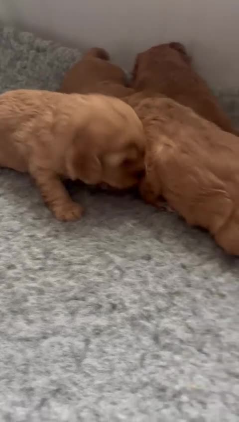 Cavapoo dogs for sale: 🌟Stunning Teddy Bear Cavapoo-Full HealthCheck- 🌟 in Warrington - Video 2