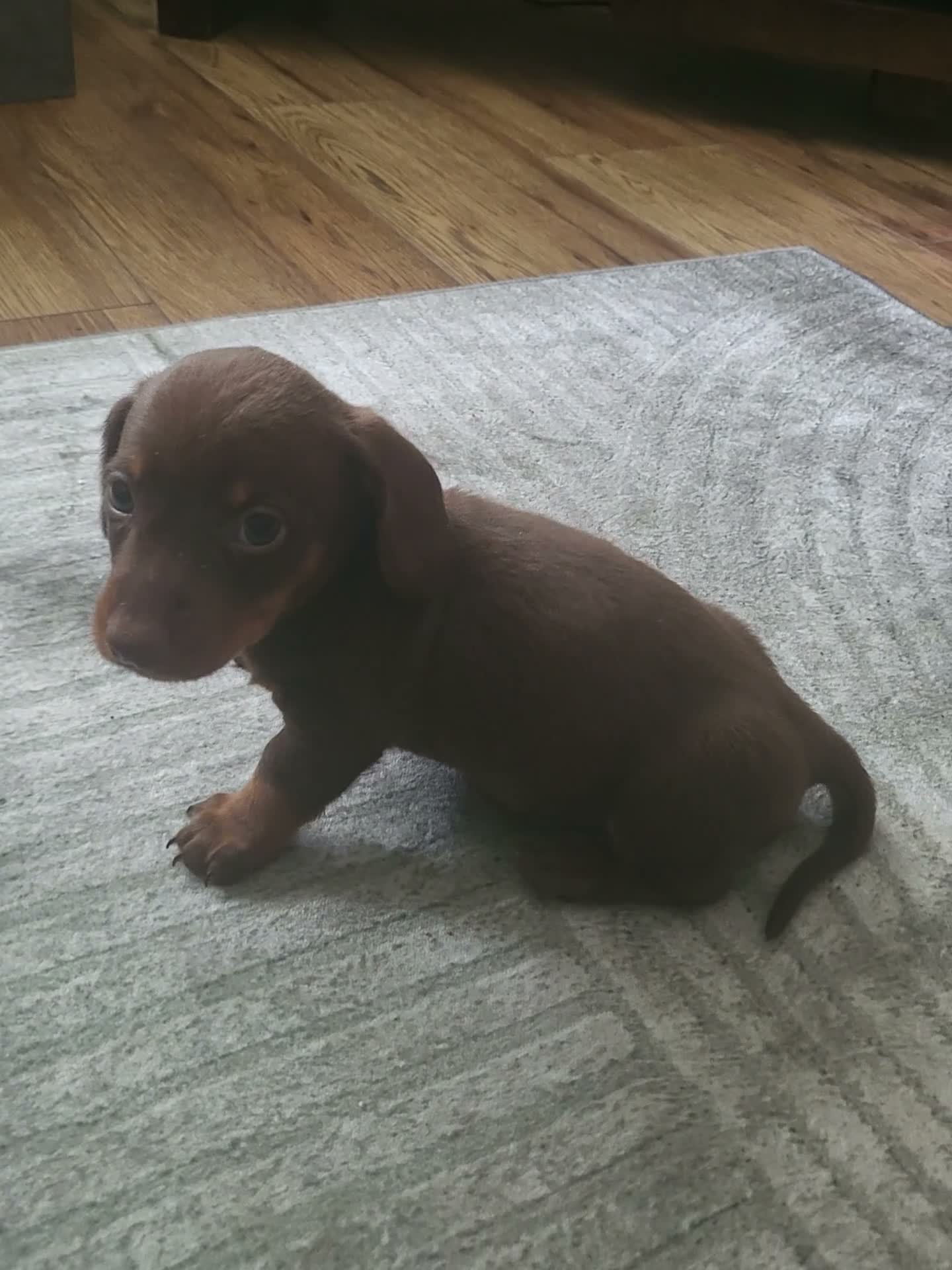Miniature Dachshund dogs for sale: Minuture Dachsund female - Video 1