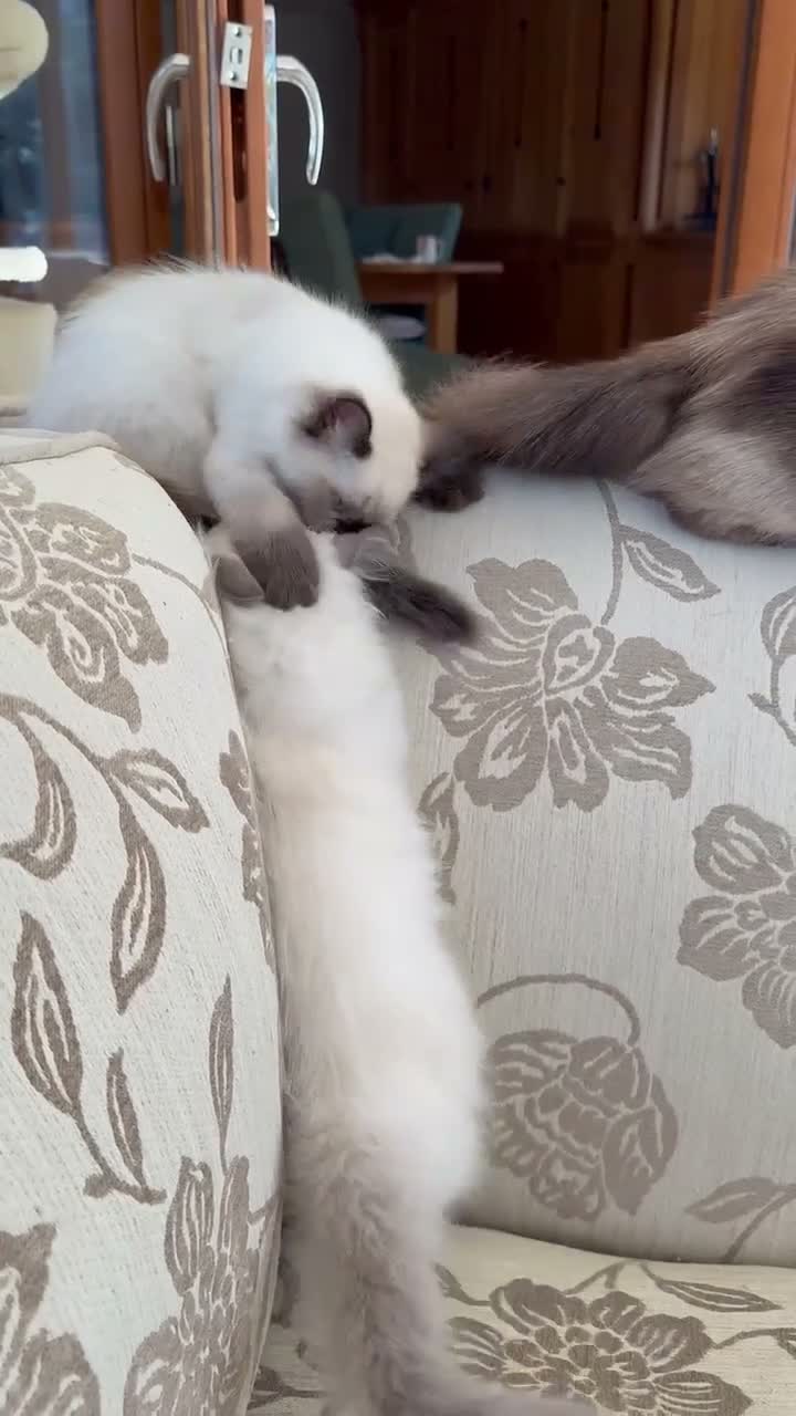 Ragdoll cats for sale: Adorable ragdoll kittens only two left - Video 2