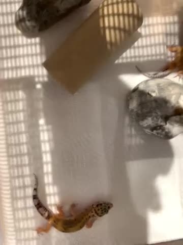 Leopard Gecko reptiles for sale: Lepard gecko babies  - Video 1