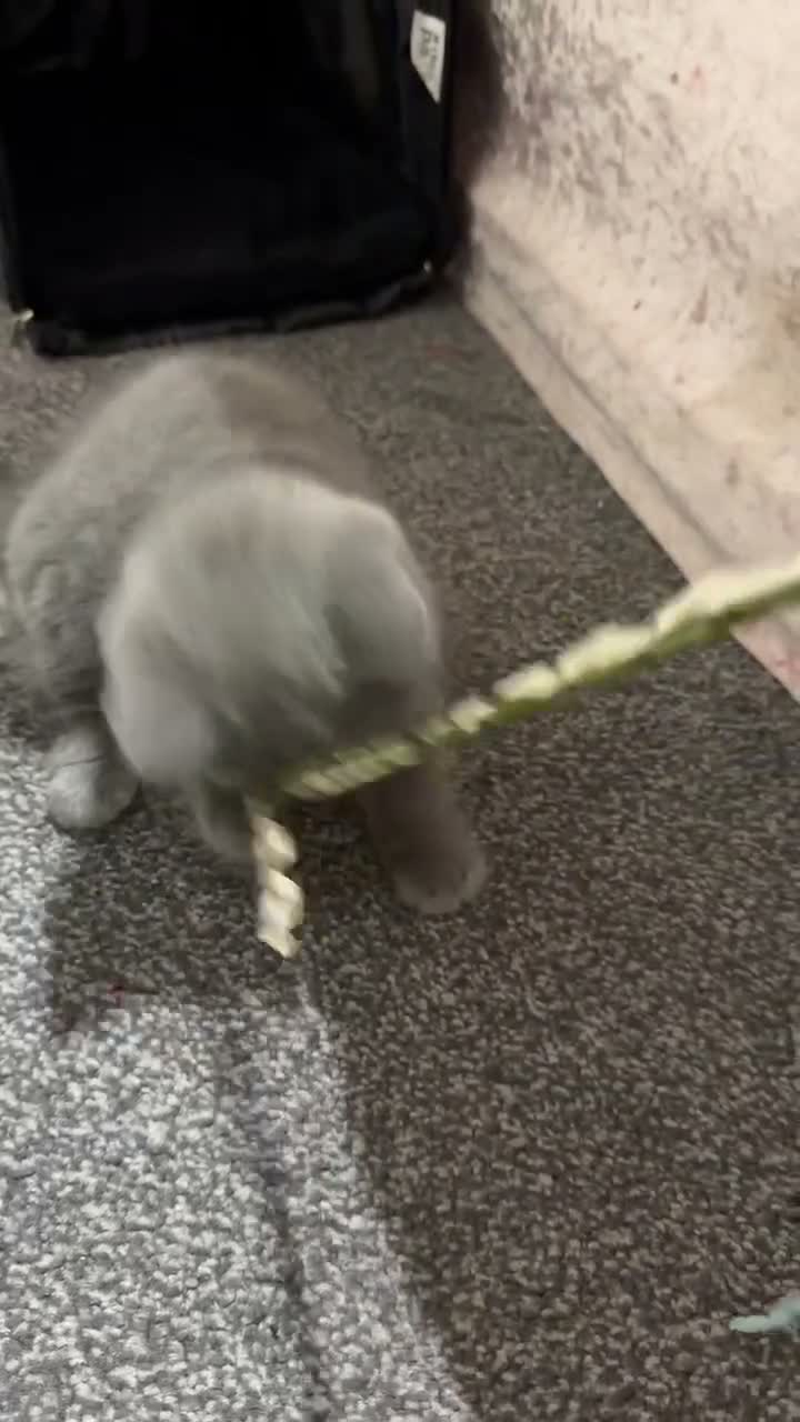 British Shorthair cats for sale: TICA- Registered Female British Shorthair Kitten🐾 - Video 2