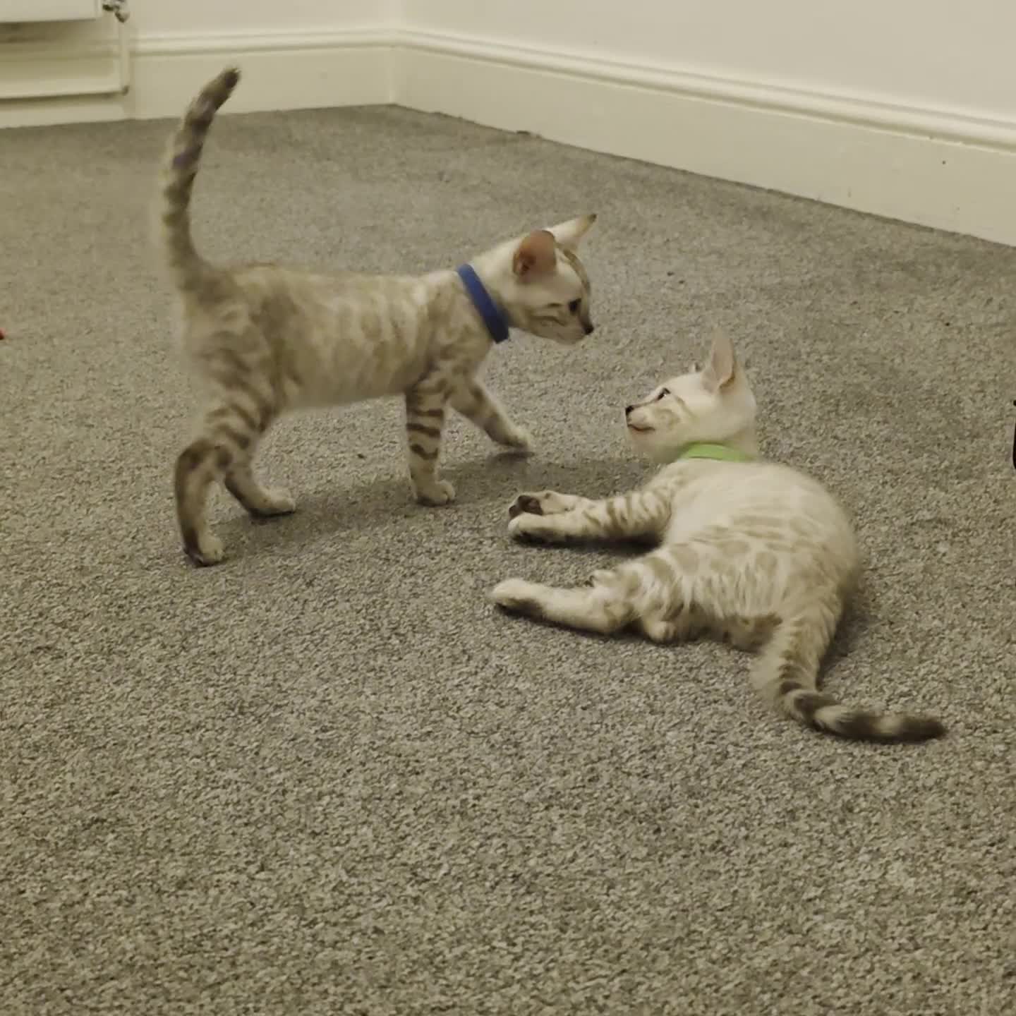 Bengal cats for sale: SNOW BENGALS TICA ACTIVE - Video 2