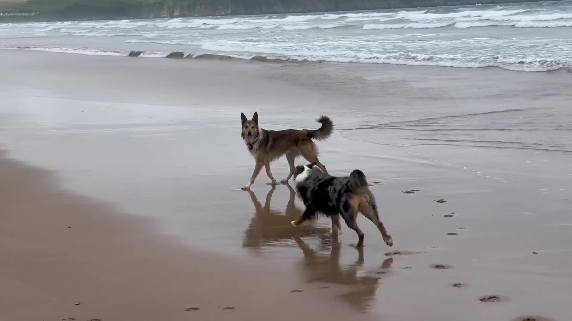 Mixed Breed dogs for sale:  Australian shepherd x boarder collie/rough collie in London - Video 1