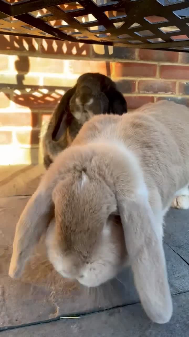 French Lop rabbits for sale: French Lop Pair - Video 2