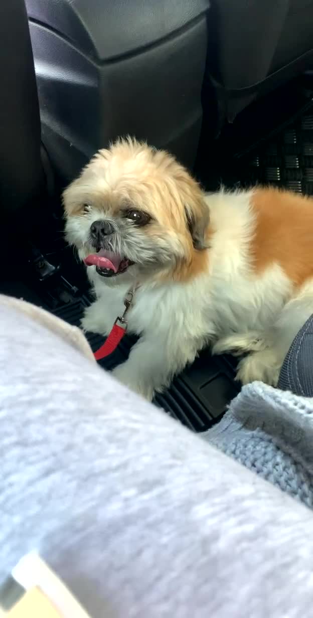 Shih Tzu dogs for sale: Shih Tzu named Fillipo  in London - Video 1